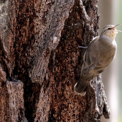 Climacteris picumnus victoriae (Brown Treecreeper) at Chiltern, VIC - 25 Sep 2021 by Kyliegw