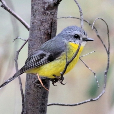 Eopsaltria australis (Eastern Yellow Robin) at Chiltern, VIC - 25 Sep 2021 by Kyliegw