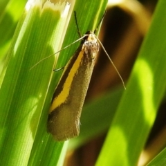 Philobota chrysopotama (A concealer moth) at Kambah, ACT - 25 Sep 2021 by HelenCross