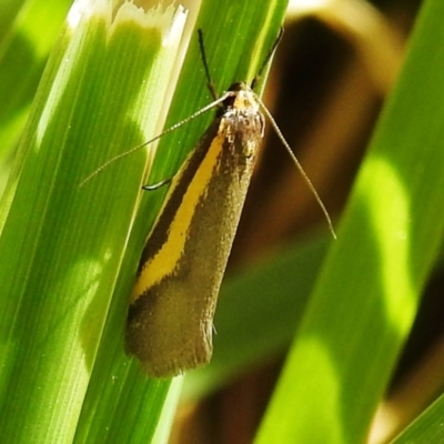 Philobota chrysopotama (A concealer moth) at Kambah, ACT - 25 Sep 2021 by HelenCross