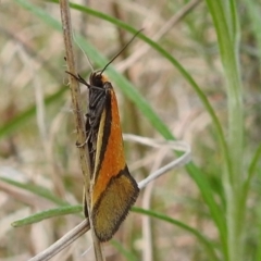 Philobota undescribed species near arabella (A concealer moth) at Kambah, ACT - 25 Sep 2021 by HelenCross