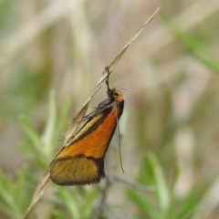 Philobota undescribed species near arabella at Kambah, ACT - 25 Sep 2021