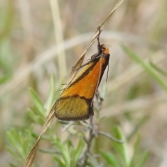 Philobota undescribed species near arabella at Kambah, ACT - 25 Sep 2021