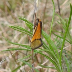 Philobota undescribed species near arabella at Kambah, ACT - 25 Sep 2021