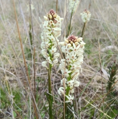 Stackhousia monogyna (Creamy Candles) at Symonston, ACT - 25 Sep 2021 by HelenJ