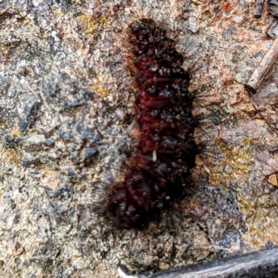 Arctiinae (subfamily) (A Tiger Moth or Woolly Bear) at Tuggeranong DC, ACT - 25 Sep 2021 by HelenCross