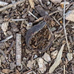 Brachychiton populneus at Tuggeranong DC, ACT - 25 Sep 2021