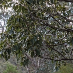 Brachychiton populneus at Tuggeranong DC, ACT - 25 Sep 2021