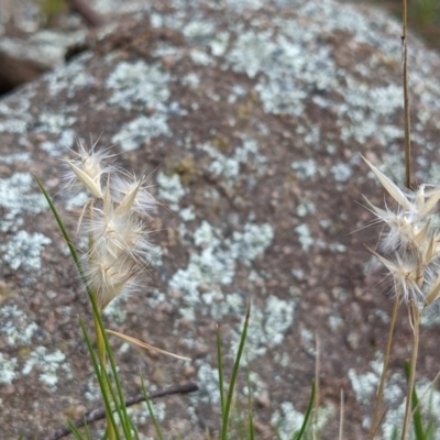 Rytidosperma sp. (Wallaby Grass) at Tuggeranong DC, ACT - 25 Sep 2021 by HelenCross