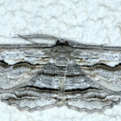 Euphronarcha luxaria (Striated Bark Moth) at Ainslie, ACT - 23 Sep 2021 by jb2602