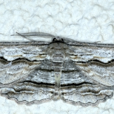 Euphronarcha luxaria (Striated Bark Moth) at Ainslie, ACT - 23 Sep 2021 by jbromilow50