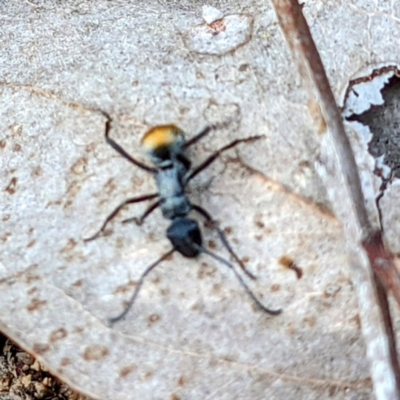 Polyrhachis ammon (Golden-spined Ant, Golden Ant) at Bullen Range - 25 Sep 2021 by HelenCross