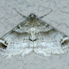 Syneora hemeropa (Ring-tipped Bark Moth) at Ainslie, ACT - 23 Sep 2021 by jb2602