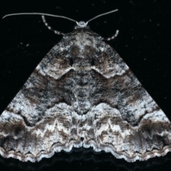 Gastrina cristaria (Wave-lined Geometrid) at Ainslie, ACT - 23 Sep 2021 by jb2602