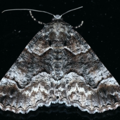 Gastrina cristaria (Wave-lined Geometrid) at Ainslie, ACT - 23 Sep 2021 by jb2602