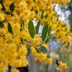 Acacia buxifolia subsp. buxifolia (Box-leaf Wattle) at Kambah, ACT - 25 Sep 2021 by HelenCross