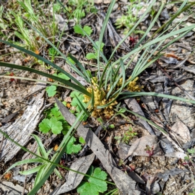 Lomandra bracteata (Small Matrush) at Tuggeranong DC, ACT - 25 Sep 2021 by HelenCross