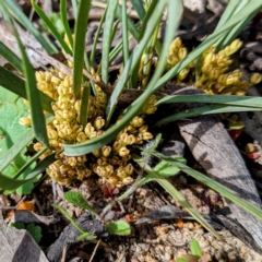 Lomandra bracteata at Tuggeranong DC, ACT - 25 Sep 2021