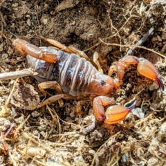 Urodacus manicatus (Black Rock Scorpion) at Bullen Range - 25 Sep 2021 by HelenCross