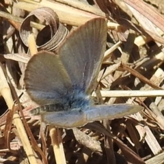 Zizina otis (Common Grass-Blue) at Kambah, ACT - 25 Sep 2021 by HelenCross