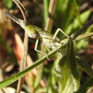 Keyacris scurra at Kambah, ACT - 25 Sep 2021