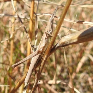 Keyacris scurra at Kambah, ACT - 25 Sep 2021