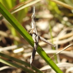 Keyacris scurra (Key's Matchstick Grasshopper) at Kambah, ACT - 25 Sep 2021 by HelenCross