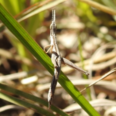 Keyacris scurra (Key's Matchstick Grasshopper) at Kambah, ACT - 25 Sep 2021 by HelenCross