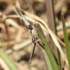 Keyacris scurra at Kambah, ACT - 25 Sep 2021