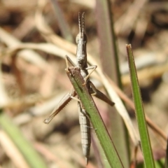 Keyacris scurra at Kambah, ACT - 25 Sep 2021