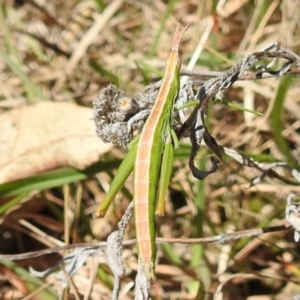 Keyacris scurra at Kambah, ACT - 25 Sep 2021