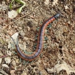 Scolopendra laeta (Giant Centipede) at Kambah, ACT - 25 Sep 2021 by HelenCross