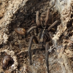 Tasmanicosa sp. (genus) (Unidentified Tasmanicosa wolf spider) at Bullen Range - 25 Sep 2021 by HelenCross