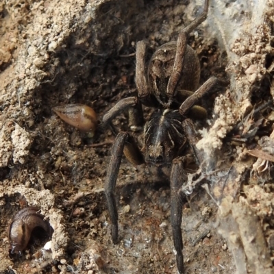 Tasmanicosa sp. (genus) (Unidentified Tasmanicosa wolf spider) at Kambah, ACT - 25 Sep 2021 by HelenCross