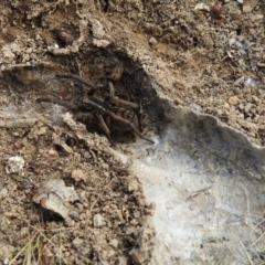 Tasmanicosa sp. (genus) at Kambah, ACT - 25 Sep 2021