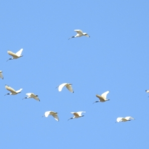 Threskiornis molucca at Kambah, ACT - 25 Sep 2021 01:28 PM