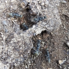 Myrmecia sp., pilosula-group at Kambah, ACT - 25 Sep 2021