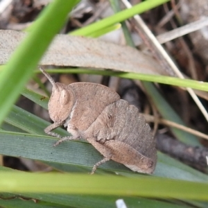 Goniaea australasiae at Kambah, ACT - 25 Sep 2021