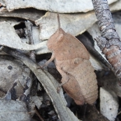 Goniaea australasiae at Kambah, ACT - 25 Sep 2021