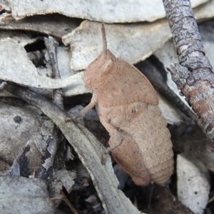 Goniaea australasiae at Kambah, ACT - 25 Sep 2021