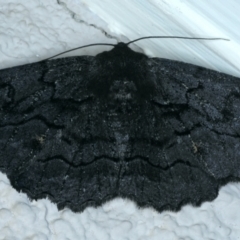 Melanodes anthracitaria (Black Geometrid) at Ainslie, ACT - 23 Sep 2021 by jbromilow50