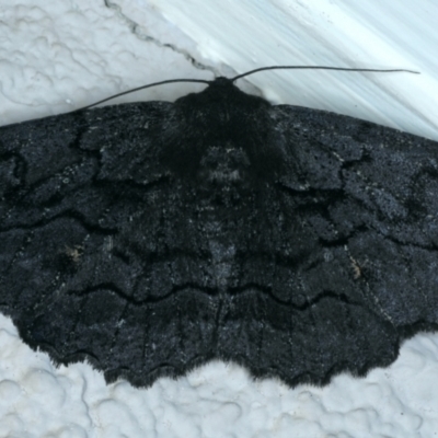 Melanodes anthracitaria (Black Geometrid) at Ainslie, ACT - 23 Sep 2021 by jb2602