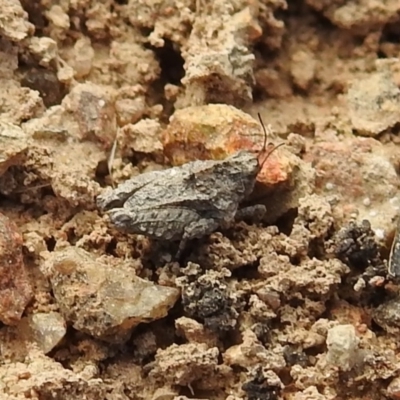 Tetrigidae (family) (Pygmy grasshopper) at Kambah, ACT - 25 Sep 2021 by HelenCross