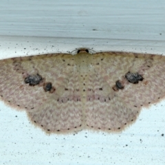 Epicyme rubropunctaria (Red-spotted Delicate) at Ainslie, ACT - 19 Sep 2021 by jb2602