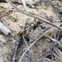 Polyrhachis ammon (Golden-spined Ant, Golden Ant) at Paddys River, ACT - 25 Sep 2021 by HelenCross