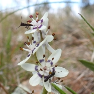 Rhytidoponera sp. (genus) at Kambah, ACT - 25 Sep 2021 02:30 PM