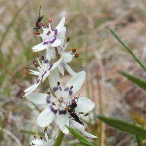 Rhytidoponera sp. (genus) at Kambah, ACT - 25 Sep 2021 02:30 PM