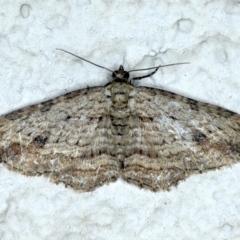 Xanthorhoe anaspila (Dark-patch Carpet) at Ainslie, ACT - 23 Sep 2021 by jb2602