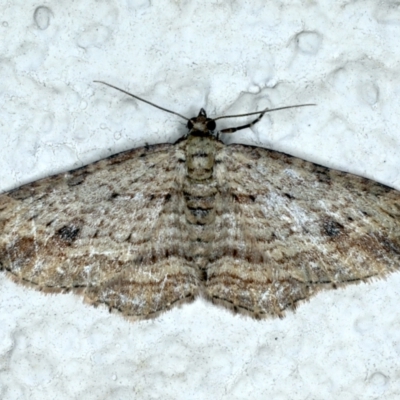 Xanthorhoe anaspila (Dark-patch Carpet) at Ainslie, ACT - 23 Sep 2021 by jb2602