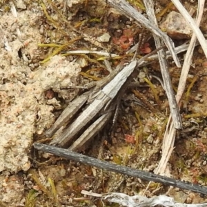 Genus novum 18 sp. 1 (Undescribed) at Tuggeranong DC, ACT - 25 Sep 2021